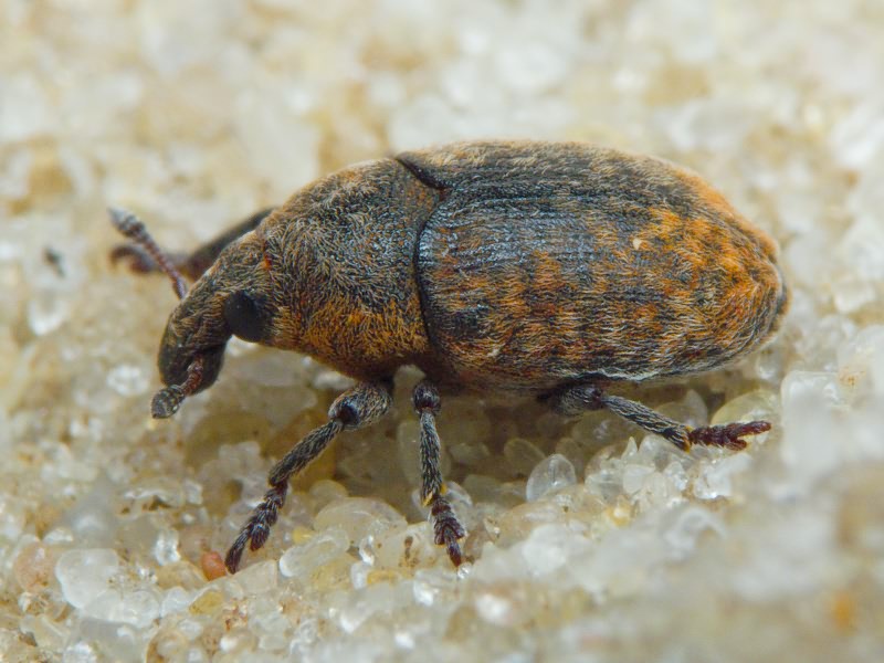 Larinus Dejean, 1821